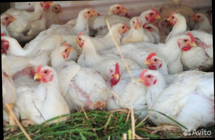 Бройлерные куры живым весом 2.5 - 3.5кг. Оптом