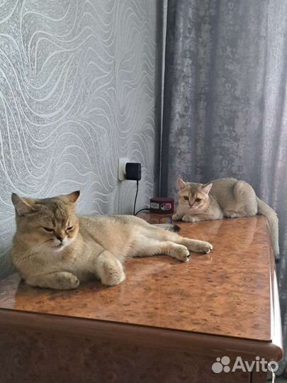 Британский котик