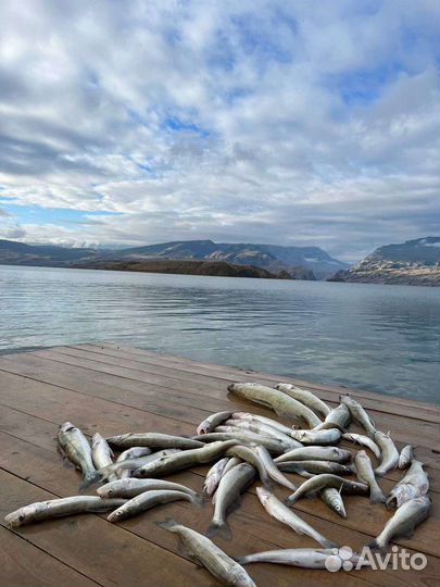 Рыбалка на Сулакском каньоне