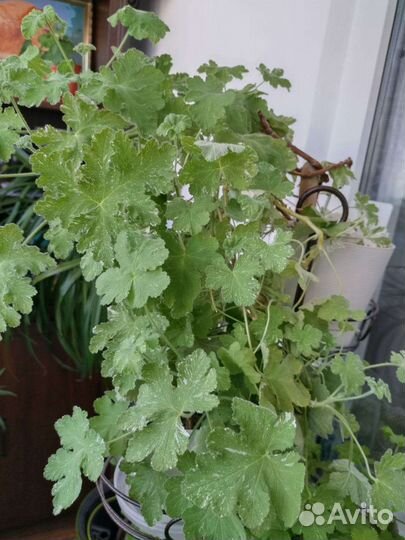 Сортовые пеларгонии