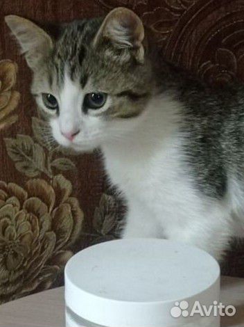 Котенок Гриша