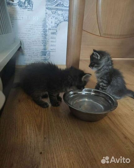 Сибирские котята