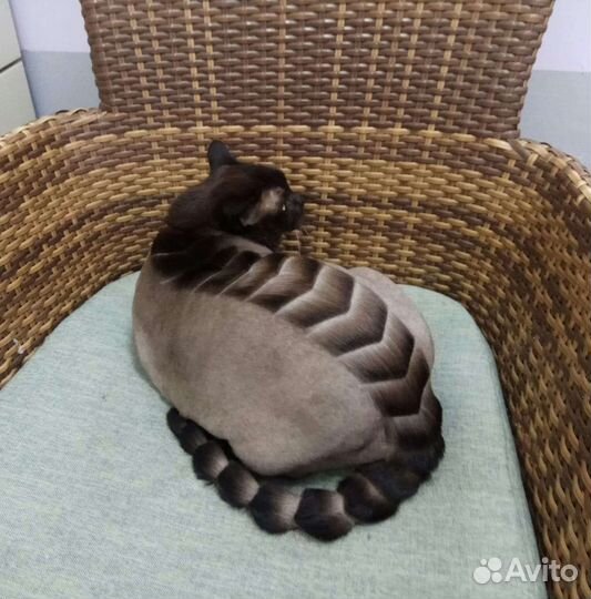 Стрижка собак и кошек всех пород