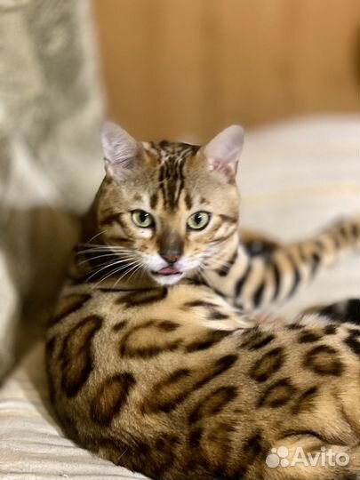 Бенгальский кот