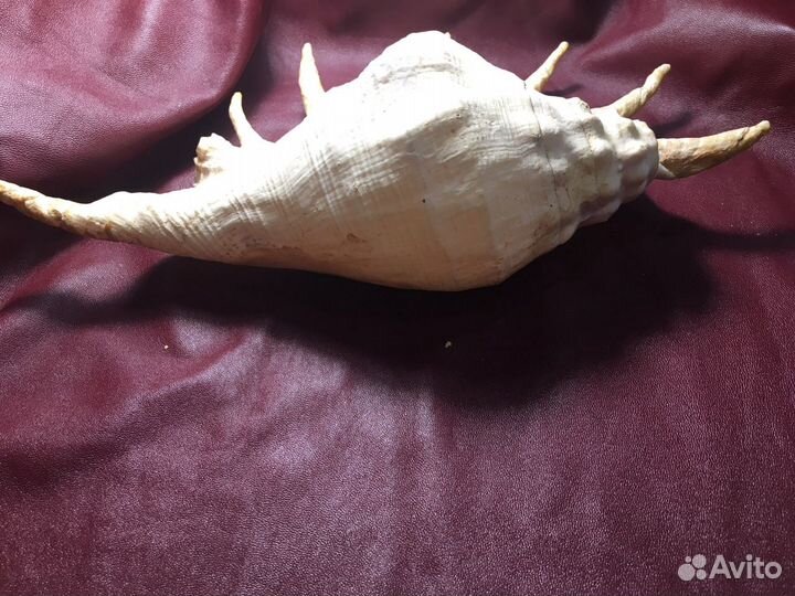 Ракушки 3 шт