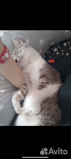 Кошка в дар бесплатно