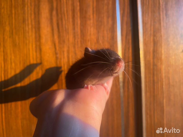 Крыса дамбо