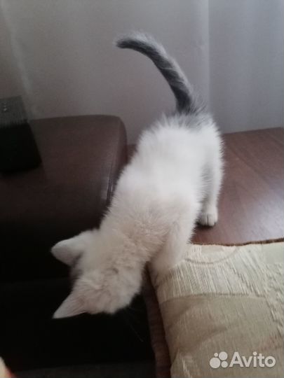 Котята в добрые руки приучены к лотку