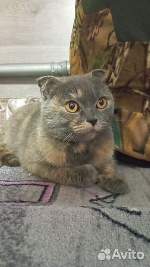Вислоухая кошка