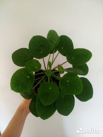 Пилея пеперомиевидная