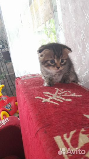 Шотландская вислоухая кошка,сиамская пушистая