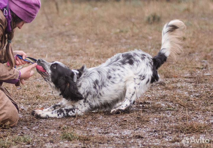 Ищем хозяина кинолога