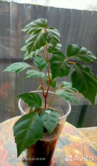 Циссус березка