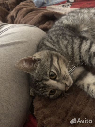 Кот в добрые руки