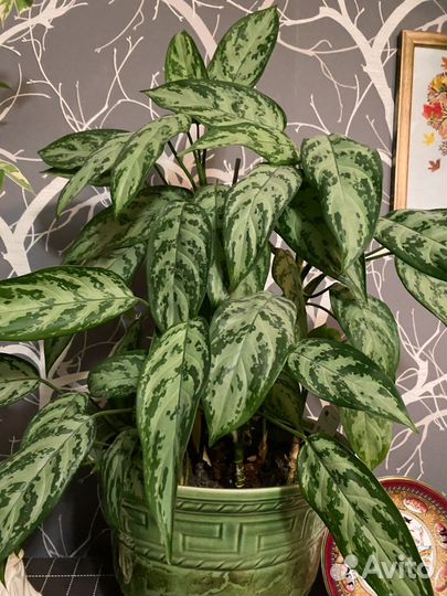 Аглаонема Мария отростки