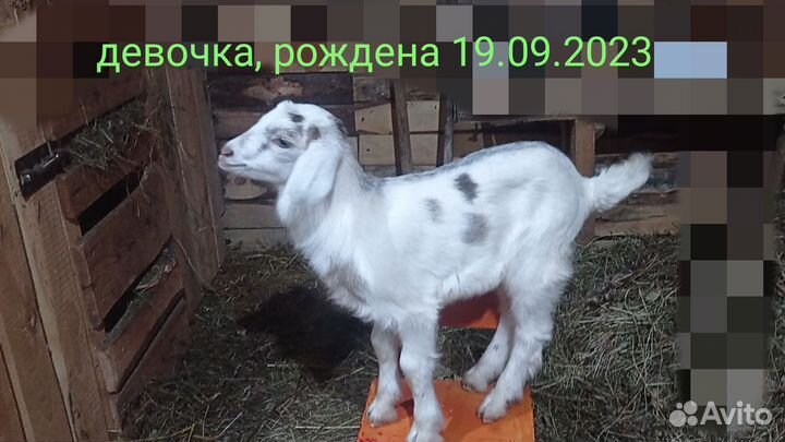 Нубийские козлята