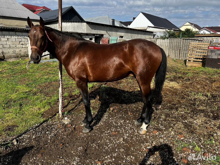 Кабардинский жеребец