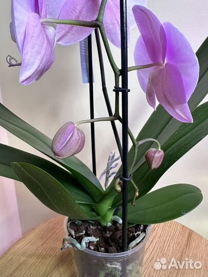 Орхидея фаленопсис каскад,Rhone,d12h55