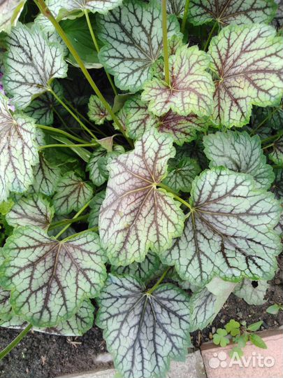 Гейхера 3х сортов