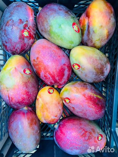 Манго свежий оптом