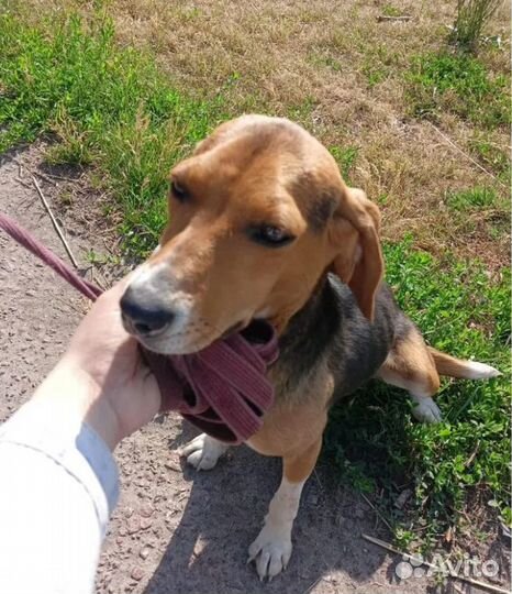 Метис гончей в добрые и ответственные руки