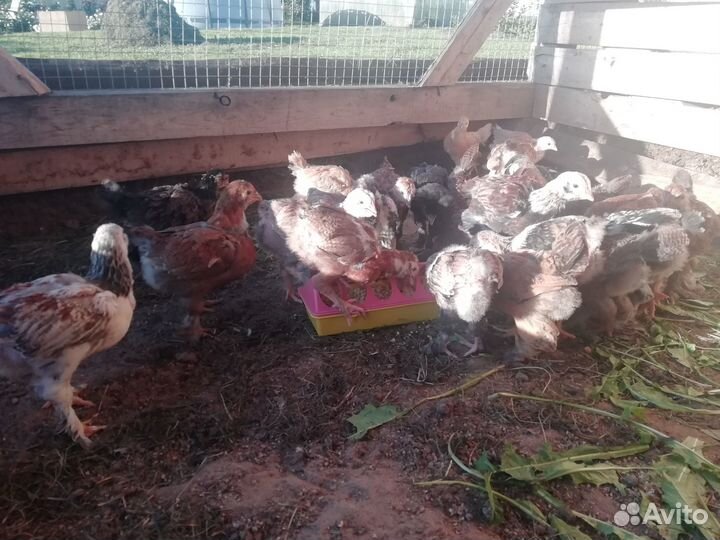 Цыплята фавероль