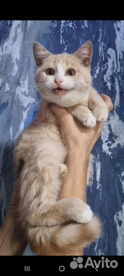 Котёнок бесплатно в добрые руки