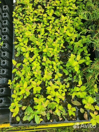 Черенки гортензии