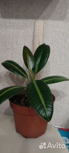 Фикус эластика