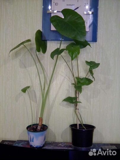 Спатифиллум, сингониум, алоказия