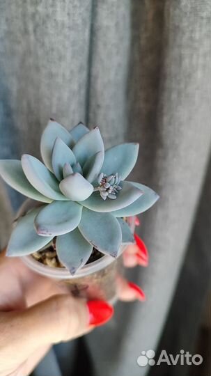 Суккуленты, цветы