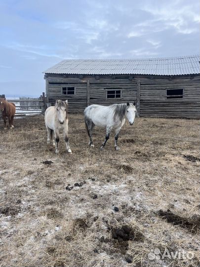 Продам конину