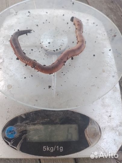 Дендробена, Навозные, Овражные,Зелёные