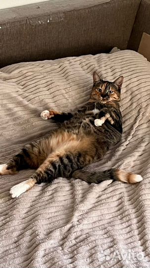 Четырехцветная кошка