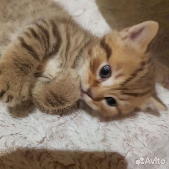 Шотландские котята