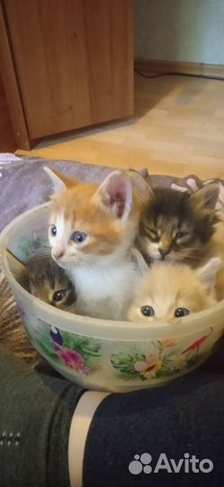 Отдам котят мышеловов