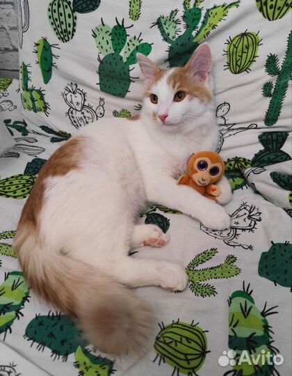 Мальчик котенок ищет дом
