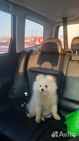 Собака померанский шпиц