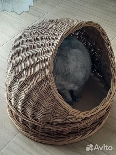 Домашние животные кошки