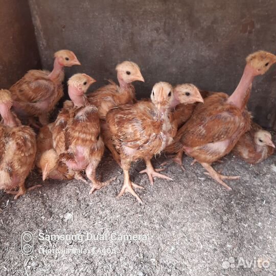 Цыплята