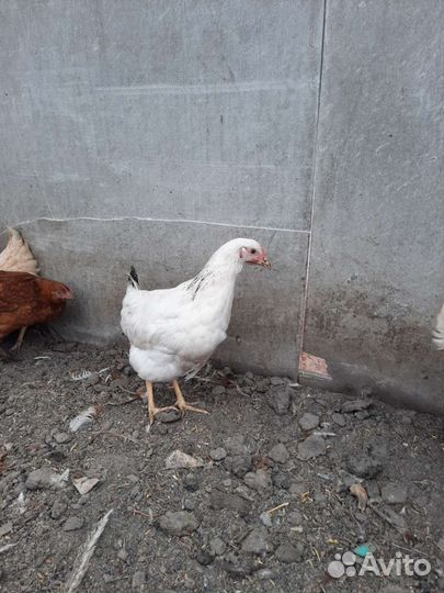 Молодые куры несушки много разных пород и кроссов