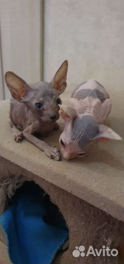 Донской сфинкс