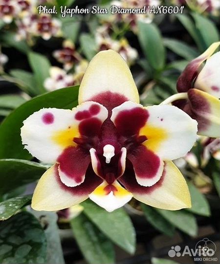 Фаленопсис бабочка