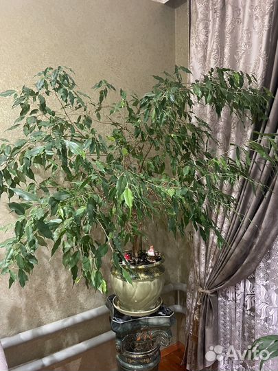 Комнатные цветы