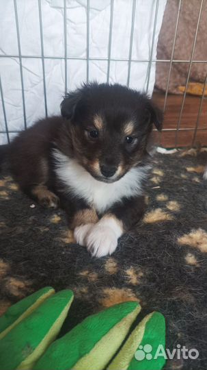 Щенки шелти