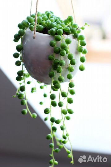 Крестовник роули