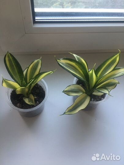 Сансевиерия сортовая