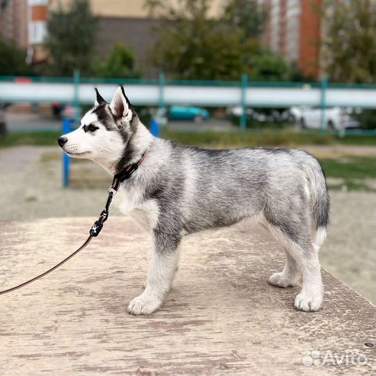 Сибирский хаски