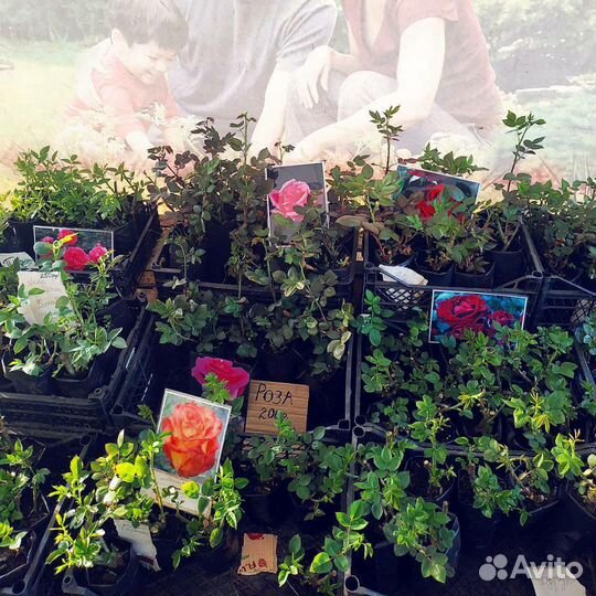 Цветы Саженцы плодовые ягодные