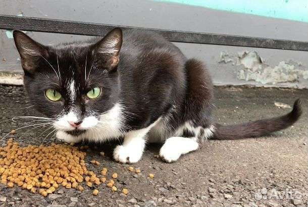 Кошка